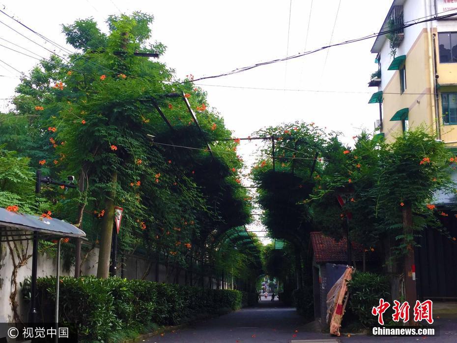杭州一老小区现200米长凌霄花隧道显浪漫
