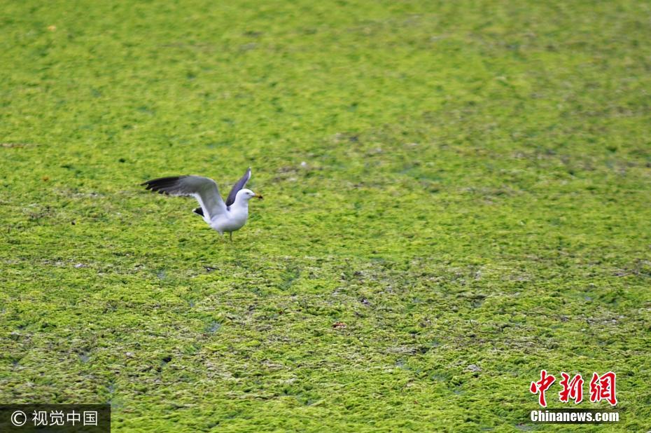 大片浒苔登陆青岛近岸 海滩似草原