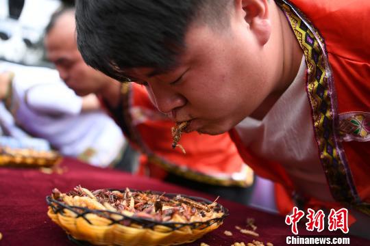 丽江一景区举行吃昆虫比赛 重庆游客吃2斤昆虫赢得金条