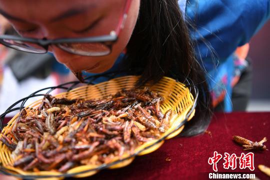 丽江一景区举行吃昆虫比赛 重庆游客吃2斤昆虫赢得金条