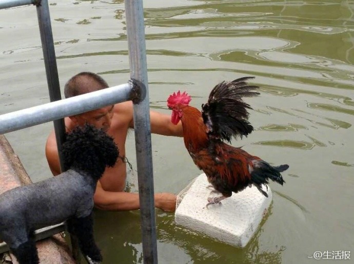 鸡不会游泳？大公鸡陪主人游泳健身引围观