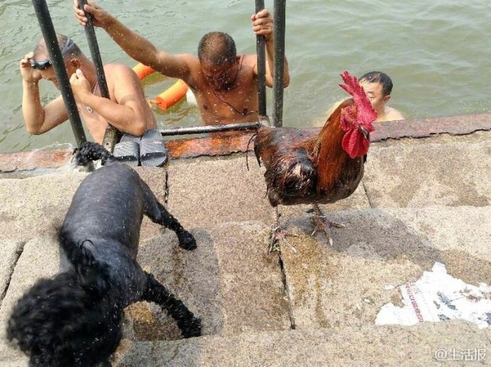 鸡不会游泳？大公鸡陪主人游泳健身引围观
