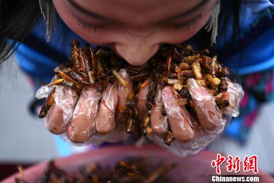 游客丽江狂吃2斤油炸昆虫 赢得金条