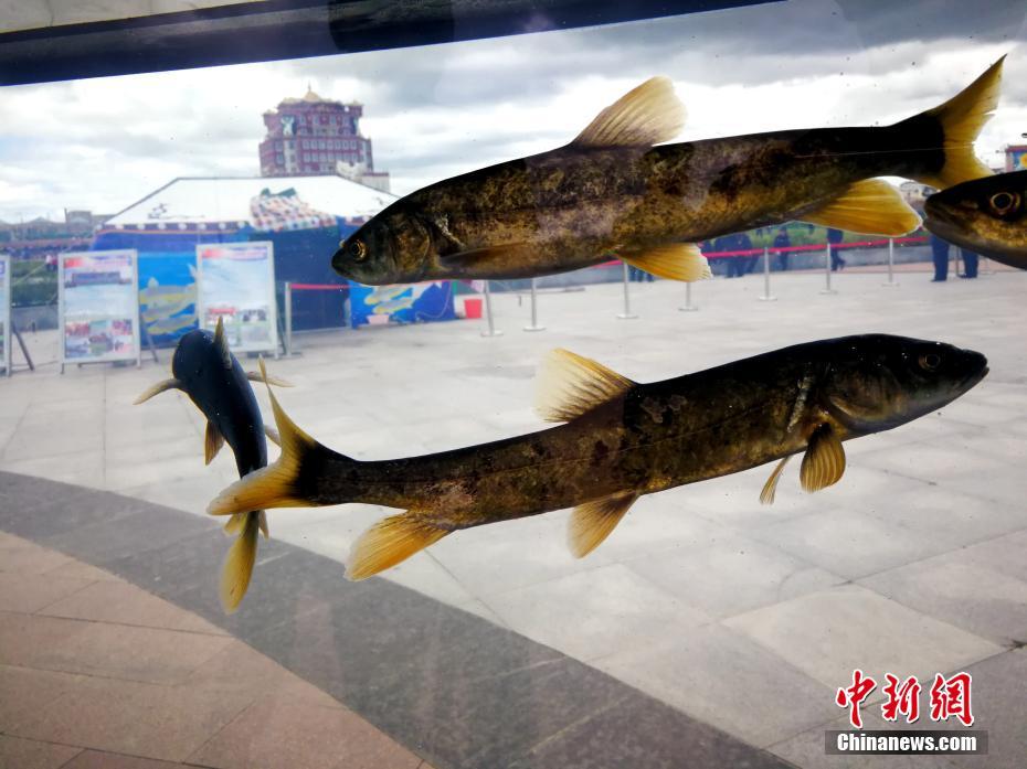 2017年青海湖将放流1100万尾旗舰物种湟鱼