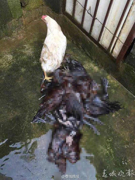 昆明一水库泄洪道垮塌 下游上万只鸡鸭被淹死