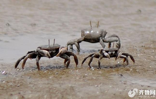 退潮后，上亿只螃蟹横行觅食