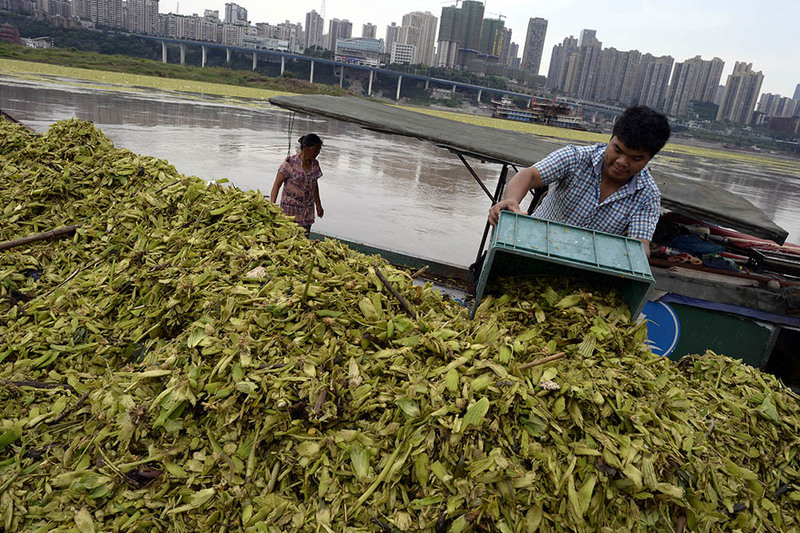 水白菜“占领”长江 一天要捞上百吨