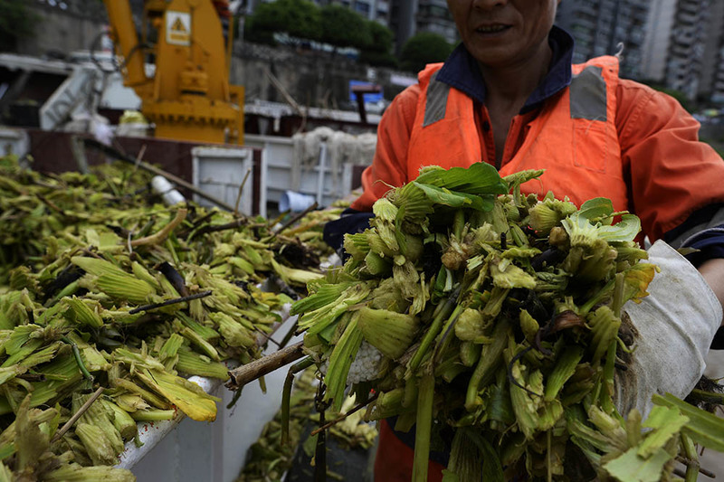 水白菜“占领”长江 一天要捞上百吨