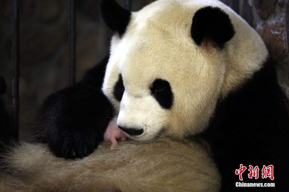 成都大熊猫“晶晶”产下雄性宝宝