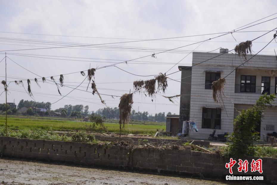 湖南宁乡灾后重建 灾后电线上挂满了各种水草