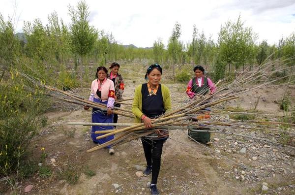 【中国梦·实践者】藏族女护林员：身怀六甲 依然巡园修剪