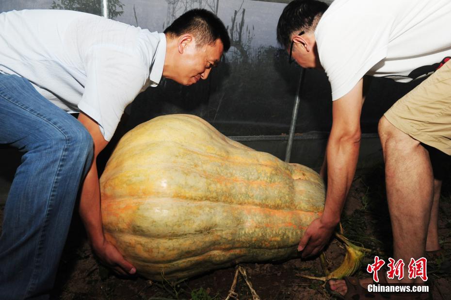 安徽560斤巨型南瓜亮相 有一个小孩那么高