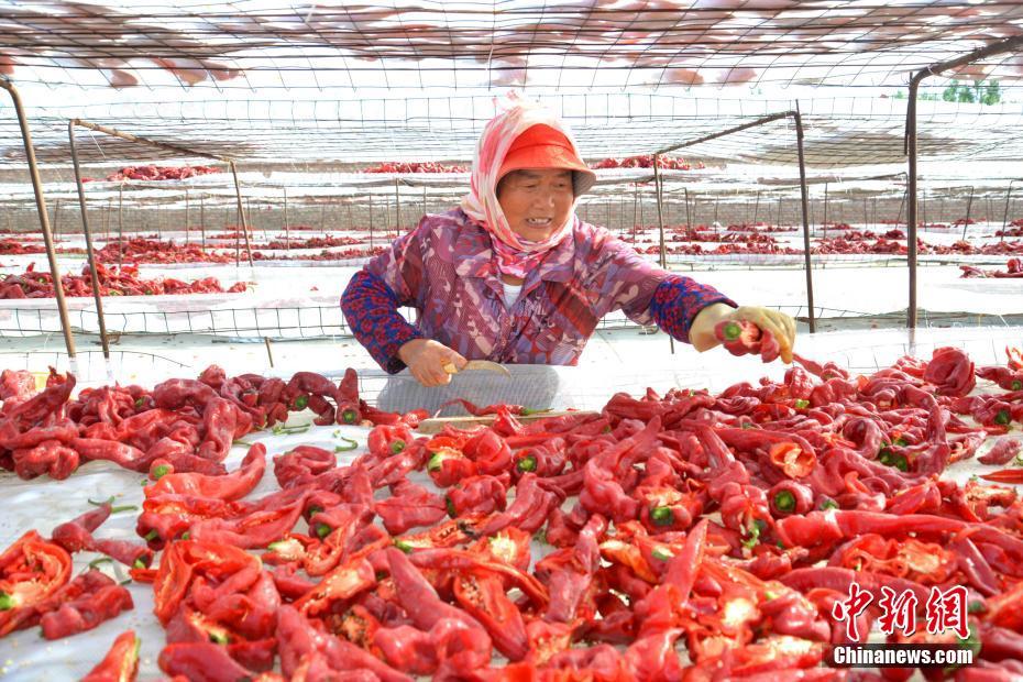 新疆农民晾晒13万亩红辣椒：将销往海外
