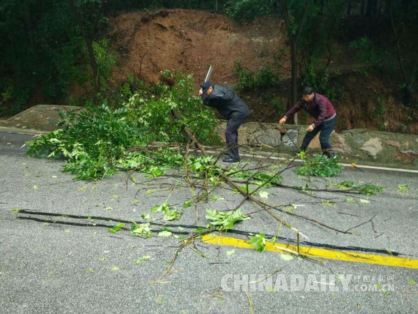 丹江多日大雨致水土流失 大树被冲倒险砸轿车