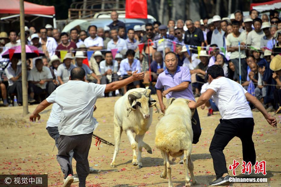 山东聊城举行斗羊大赛 场面震撼千人围观