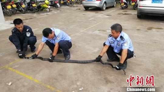 巨型眼镜王蛇夜闯农家 被警方捕获(图)
