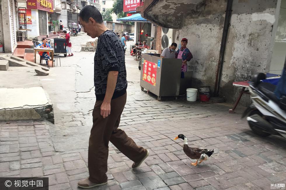 安徽一市民3年来每天带鸭子散步3公里
