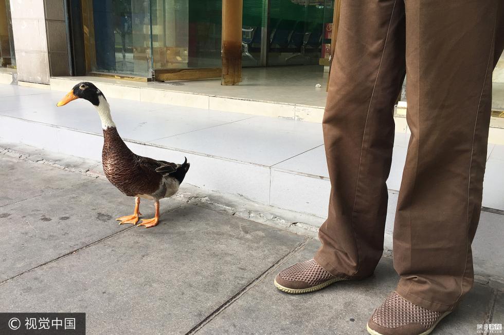 安徽一市民3年来每天带鸭子散步3公里