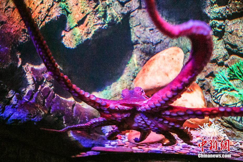 重庆首只太平洋巨型章鱼举行“生日派对”