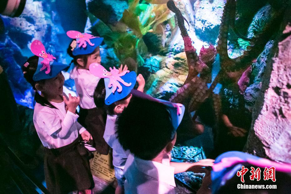 重庆首只太平洋巨型章鱼举行“生日派对”
