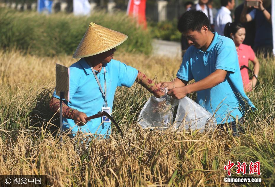 袁隆平“海水稻”测产 2.8亿亩盐碱地将能种庄稼