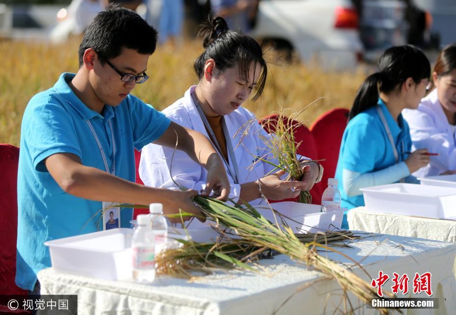 袁隆平“海水稻”测产 2.8亿亩盐碱地将能种庄稼
