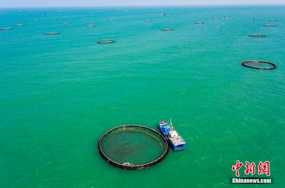 航拍亚洲最大深水网箱养殖基地