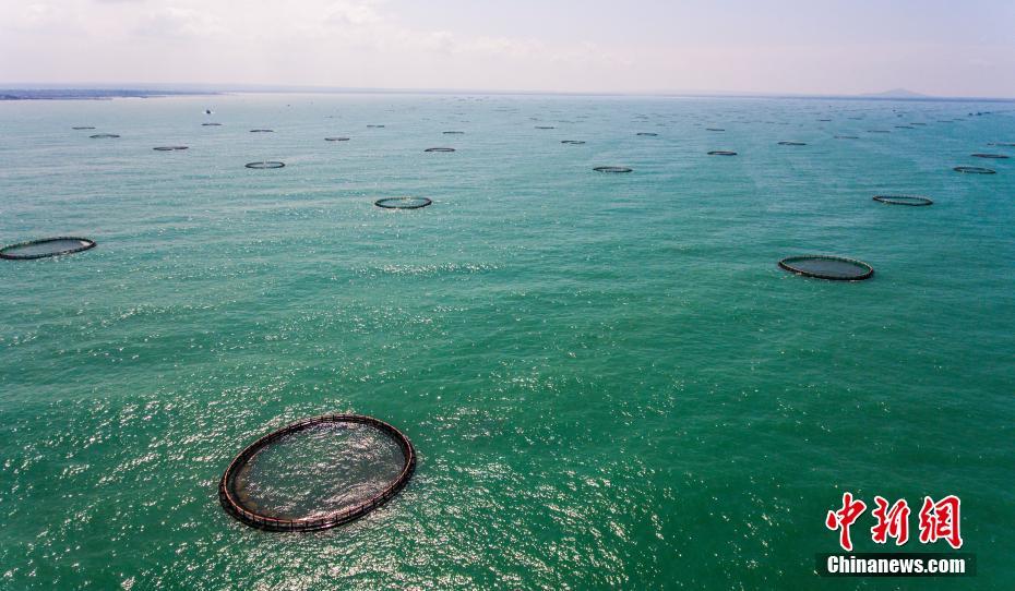 航拍亚洲最大深水网箱养殖基地
