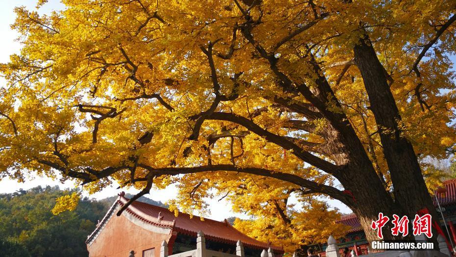 二千八百余岁银杏古树“披金”蔚为壮观