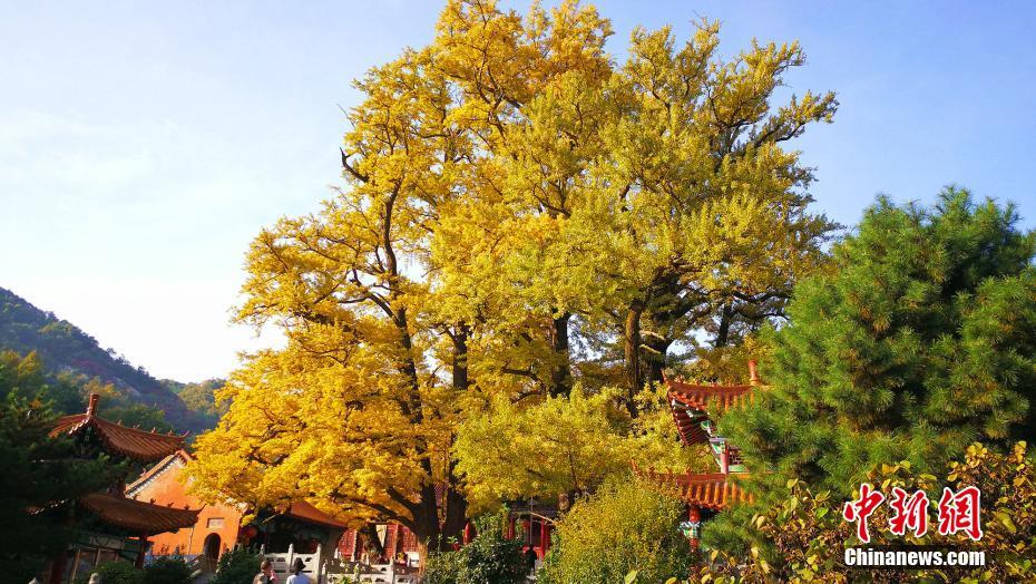 二千八百余岁银杏古树“披金”蔚为壮观