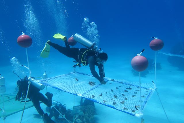 海底“植树造林”　中国科学家在南海种珊瑚