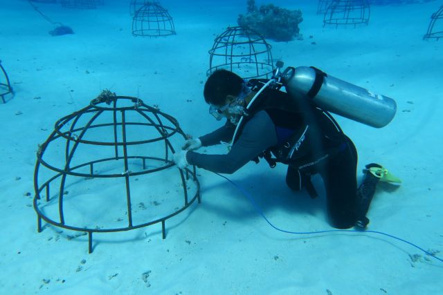 海底“植树造林”　中国科学家在南海种珊瑚