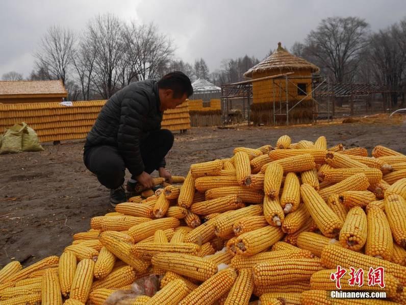 吉林农民用2万根玉米造出“黄金屋院”