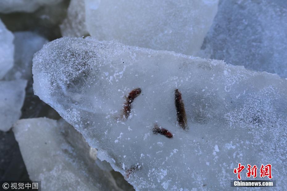 天然冰块意外冻结小鱼 冬日松花江展现另类美