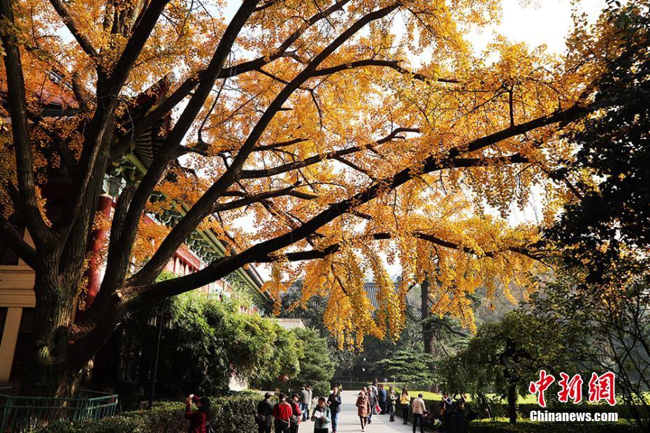 南京师范大学“满园秋色关不住”