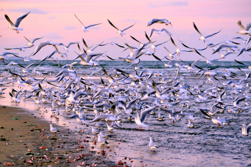 数万只海鸥在烟台海滨越冬
