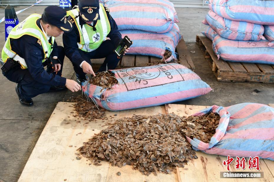 深圳海关截获走私穿山甲鳞片 价值2亿元