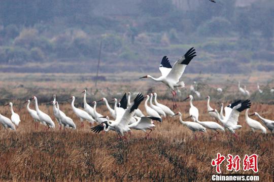 中国最大淡水湖鄱阳湖迎候鸟迁徙高峰