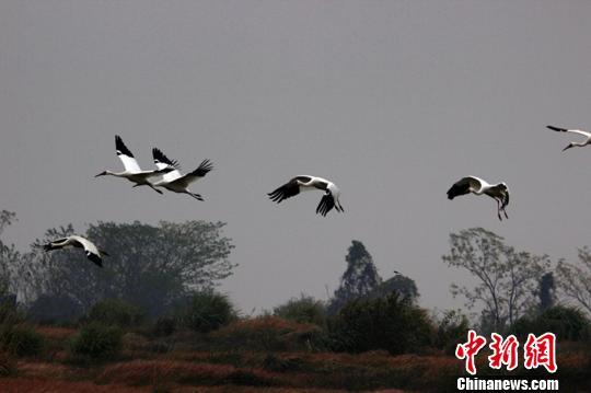 中国最大淡水湖鄱阳湖迎候鸟迁徙高峰