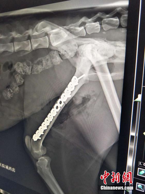雪豹被车撞多处骨折 手术3小时成功将断骨复位