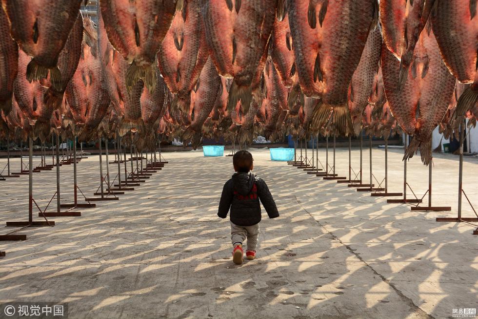 杭州一水产厂晾鱼干 密密麻麻场面壮观