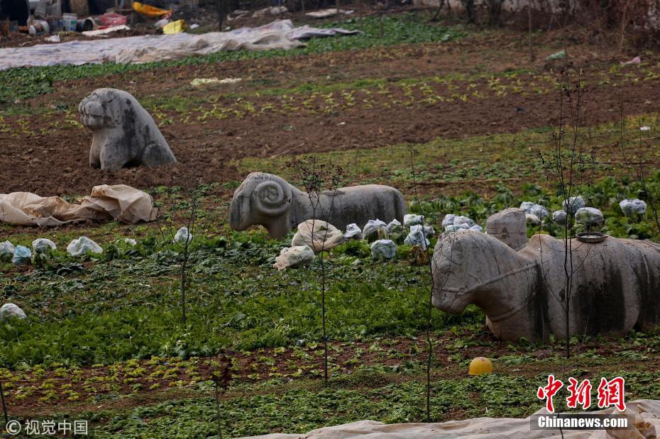 西安“宣王墓”成菜地 文物周围种满蔬菜