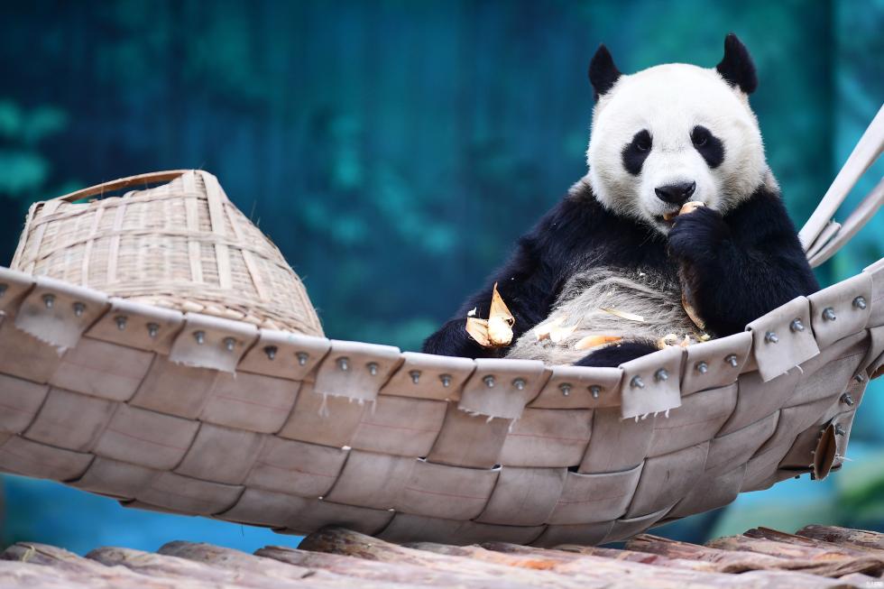 大熊猫沈阳过冬：半躺吊床上吃空运笋
