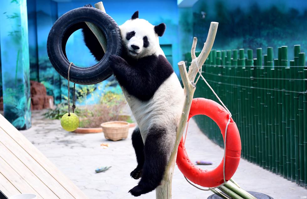 大熊猫沈阳过冬：半躺吊床上吃空运笋