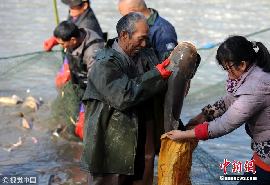 武汉一高校捕鱼4万斤 学生可凭票免费吃