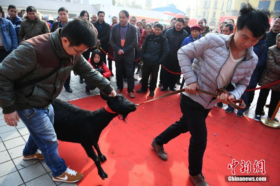 重庆“赛羊会” 黑山羊走红毯争夺“羊王”“羊后”