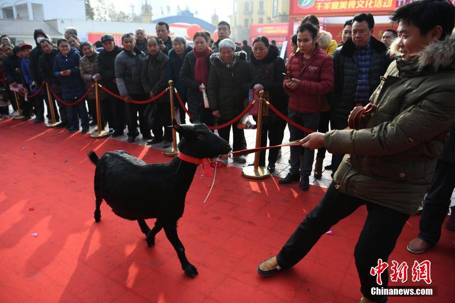 重庆“赛羊会” 黑山羊走红毯争夺“羊王”“羊后”