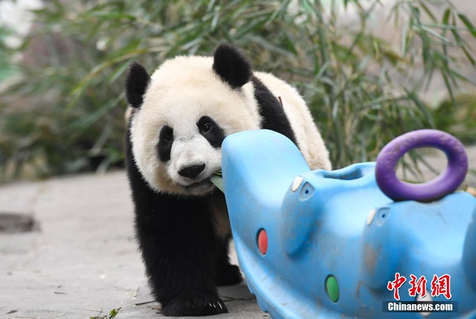 探访中国大熊猫保护研究中心“熊猫幼儿园”