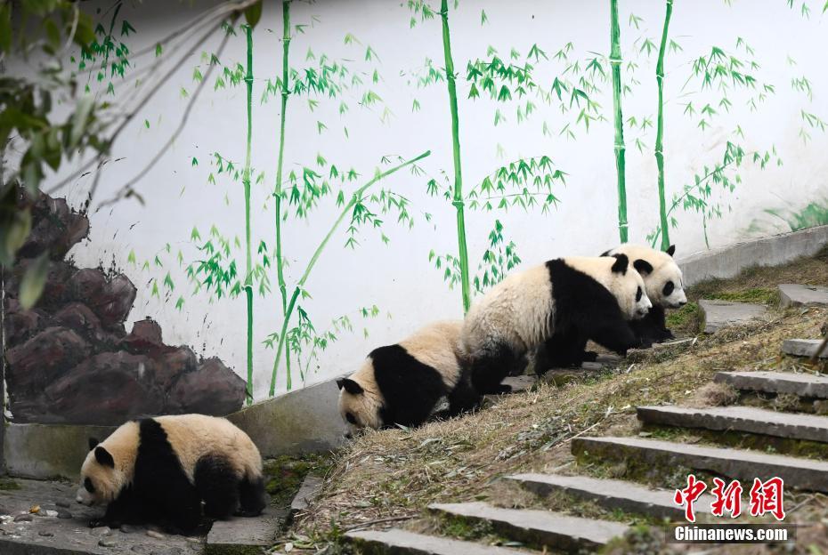探访中国大熊猫保护研究中心“熊猫幼儿园”