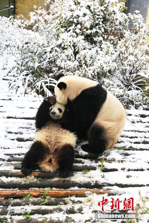 成都大熊猫雪地里打滚撒欢 尽展萌态